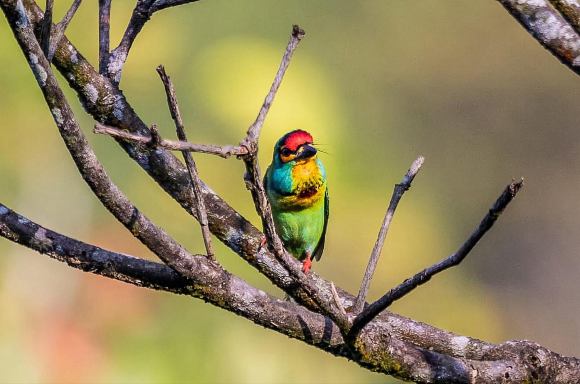 Singharaja Garden Agro Eco Lodge Pelawatta  エクステリア 写真