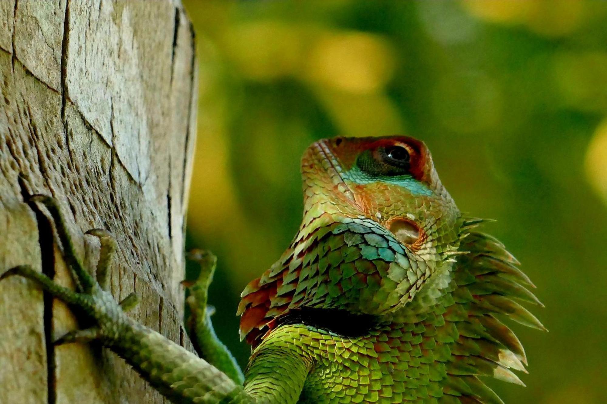 Singharaja Garden Agro Eco Lodge Pelawatta  エクステリア 写真