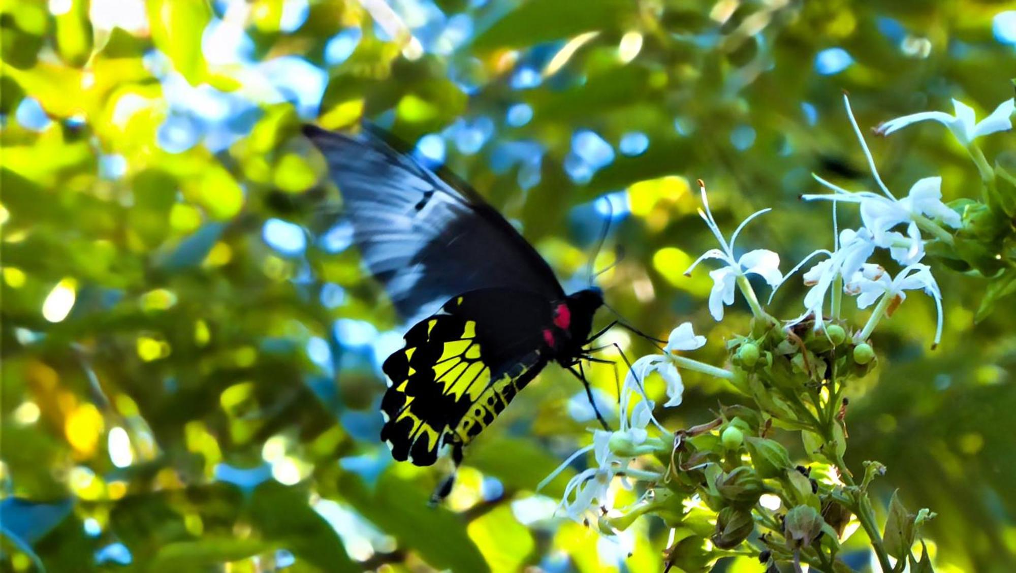 Singharaja Garden Agro Eco Lodge Pelawatta  エクステリア 写真