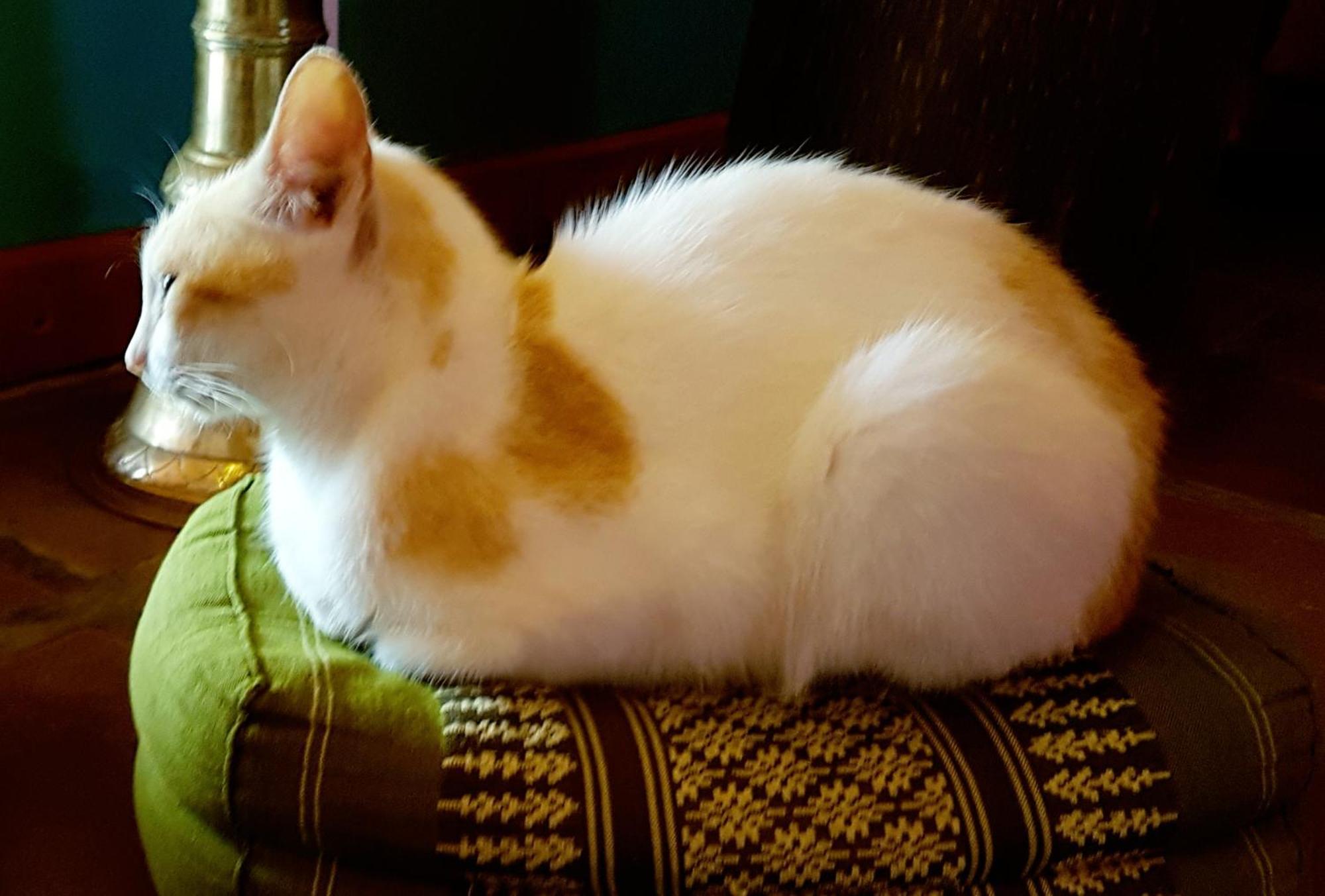 Singharaja Garden Agro Eco Lodge Pelawatta  エクステリア 写真