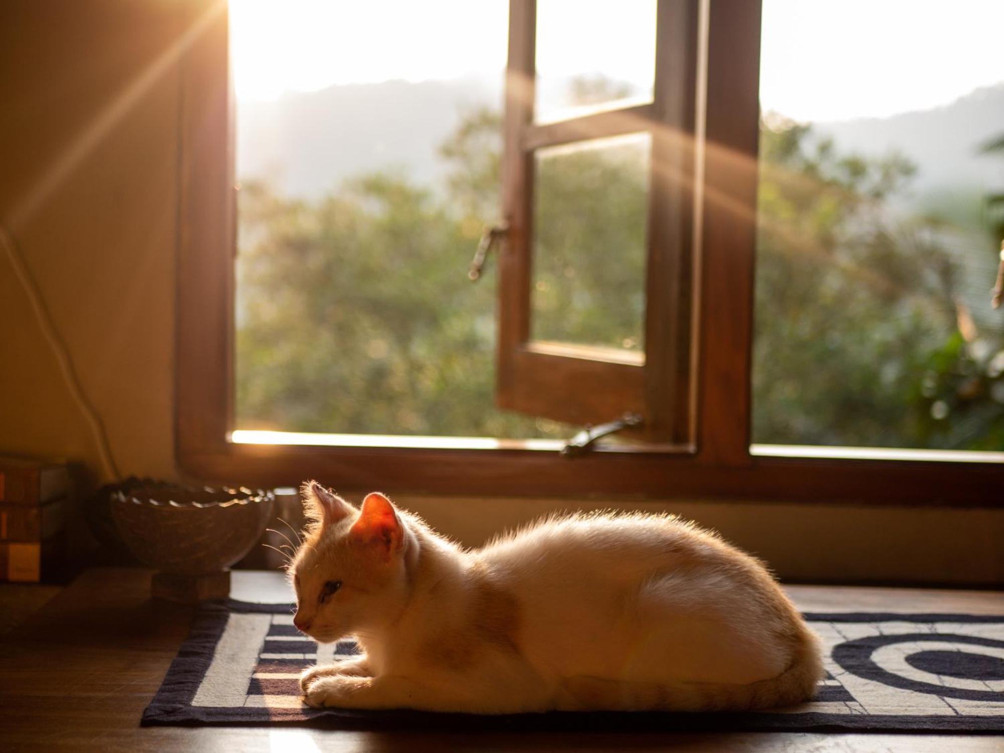 Singharaja Garden Agro Eco Lodge Pelawatta  エクステリア 写真
